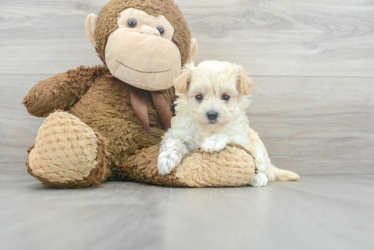 Adorable Maltese Poodle Poodle Mix Puppy