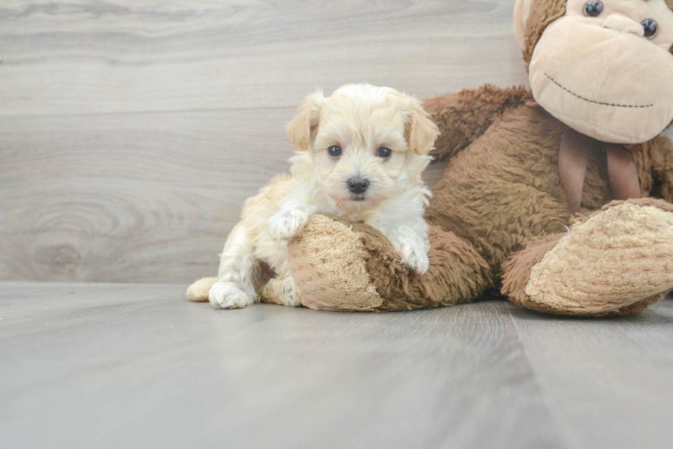 Happy Maltipoo Baby