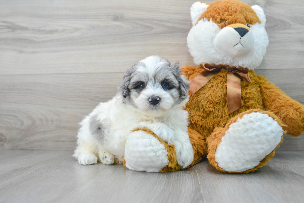 Best Maltipoo Baby