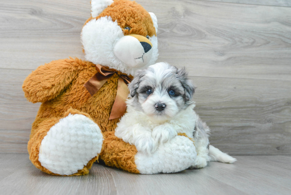 Maltipoo Puppy for Adoption