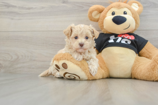 Maltipoo Puppy for Adoption