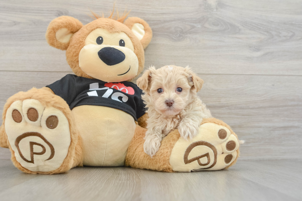 Maltipoo Puppy for Adoption
