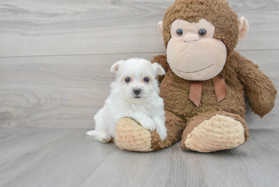 Adorable Maltepoo Poodle Mix Puppy