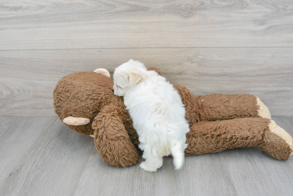 Cute Maltipoo Baby