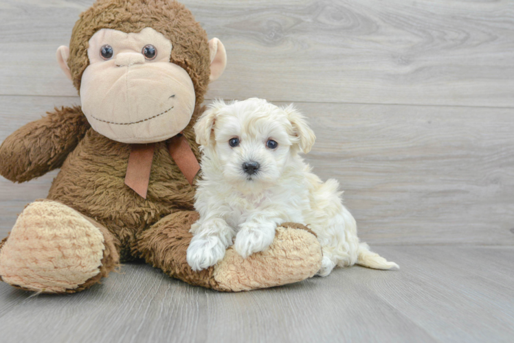 Cute Maltipoo Baby