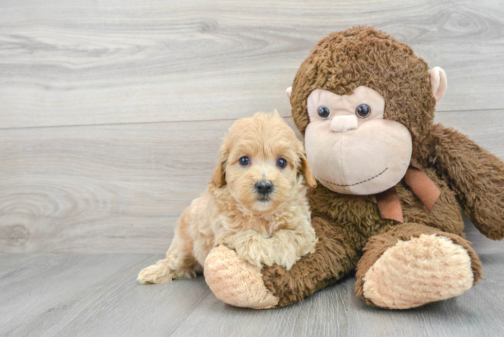 Adorable Maltese Poodle Poodle Mix Puppy