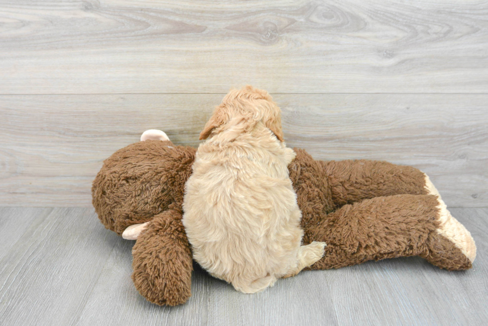 Maltipoo Pup Being Cute