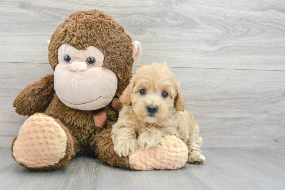 Maltipoo Pup Being Cute