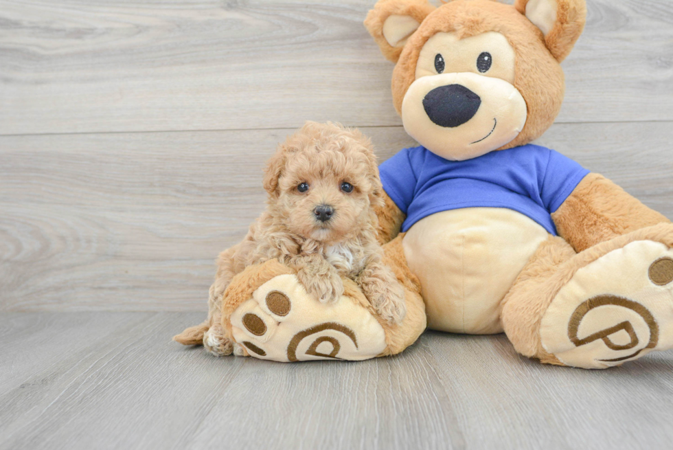 Maltipoo Puppy for Adoption