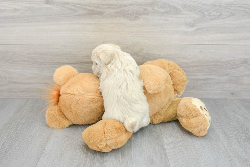 Adorable Maltepoo Poodle Mix Puppy