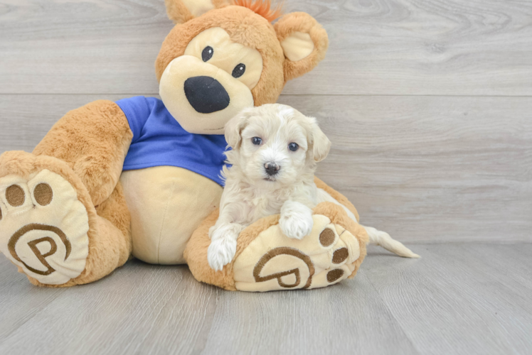 Maltipoo Pup Being Cute