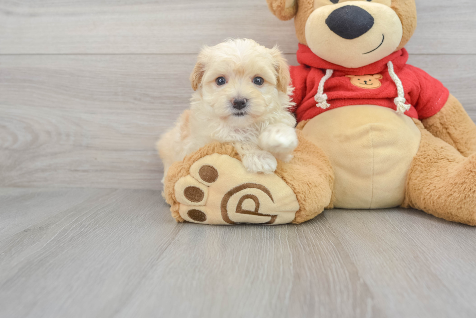 Funny Maltipoo Poodle Mix Pup