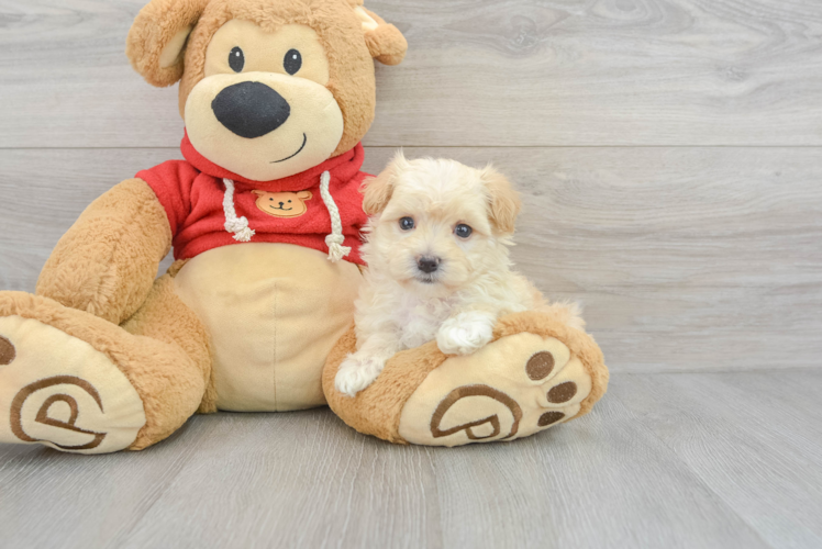 Adorable Maltese Poodle Poodle Mix Puppy