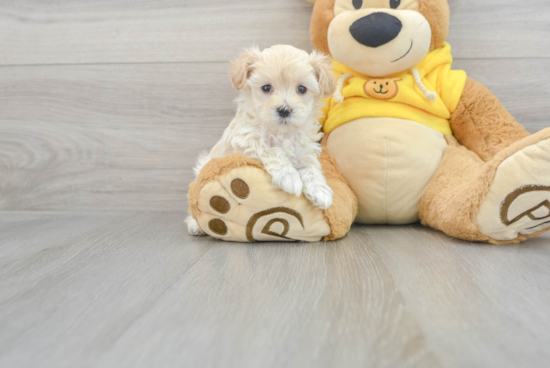 Maltipoo Puppy for Adoption