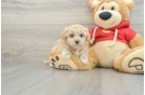 Best Maltipoo Baby