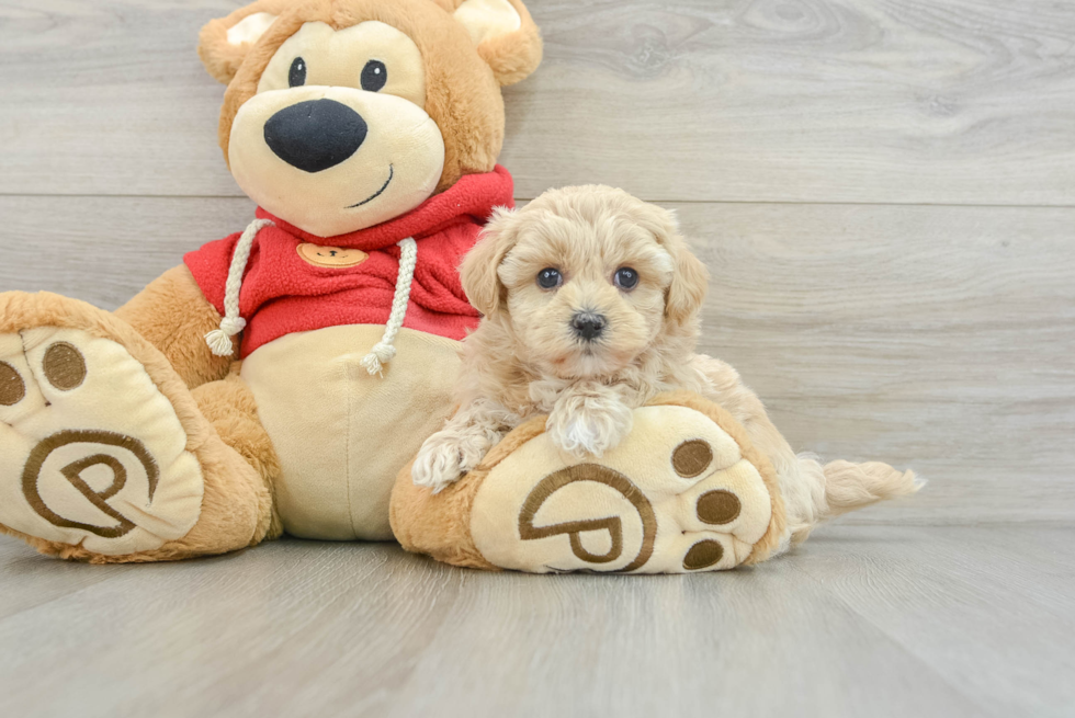 Best Maltipoo Baby