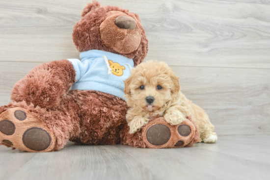 Best Maltipoo Baby