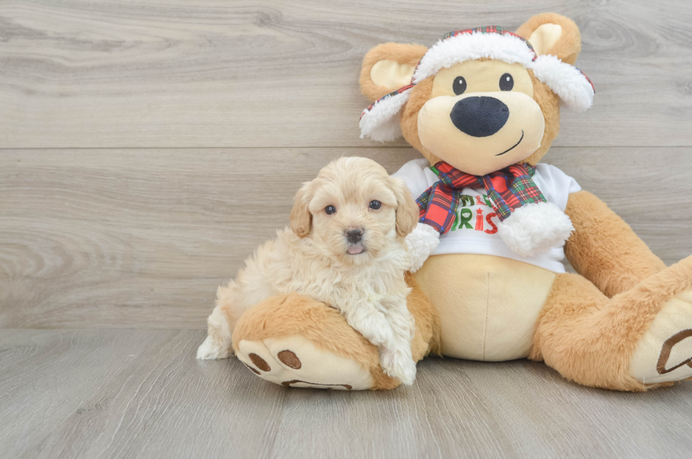 6 week old Maltipoo Puppy For Sale - Premier Pups