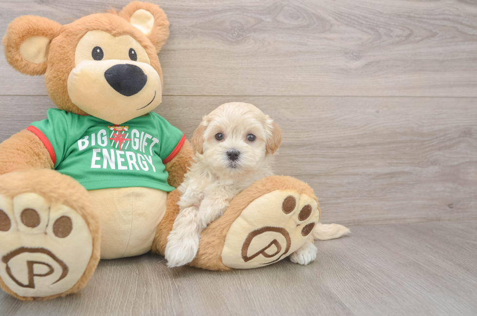 5 week old Maltipoo Puppy For Sale - Premier Pups