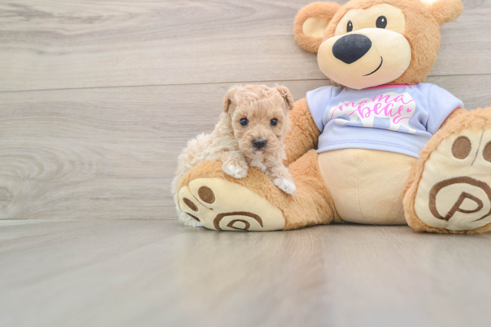 Maltipoo Puppy for Adoption