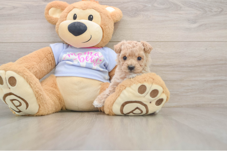 Maltipoo Puppy for Adoption