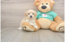 Popular Maltipoo Poodle Mix Pup
