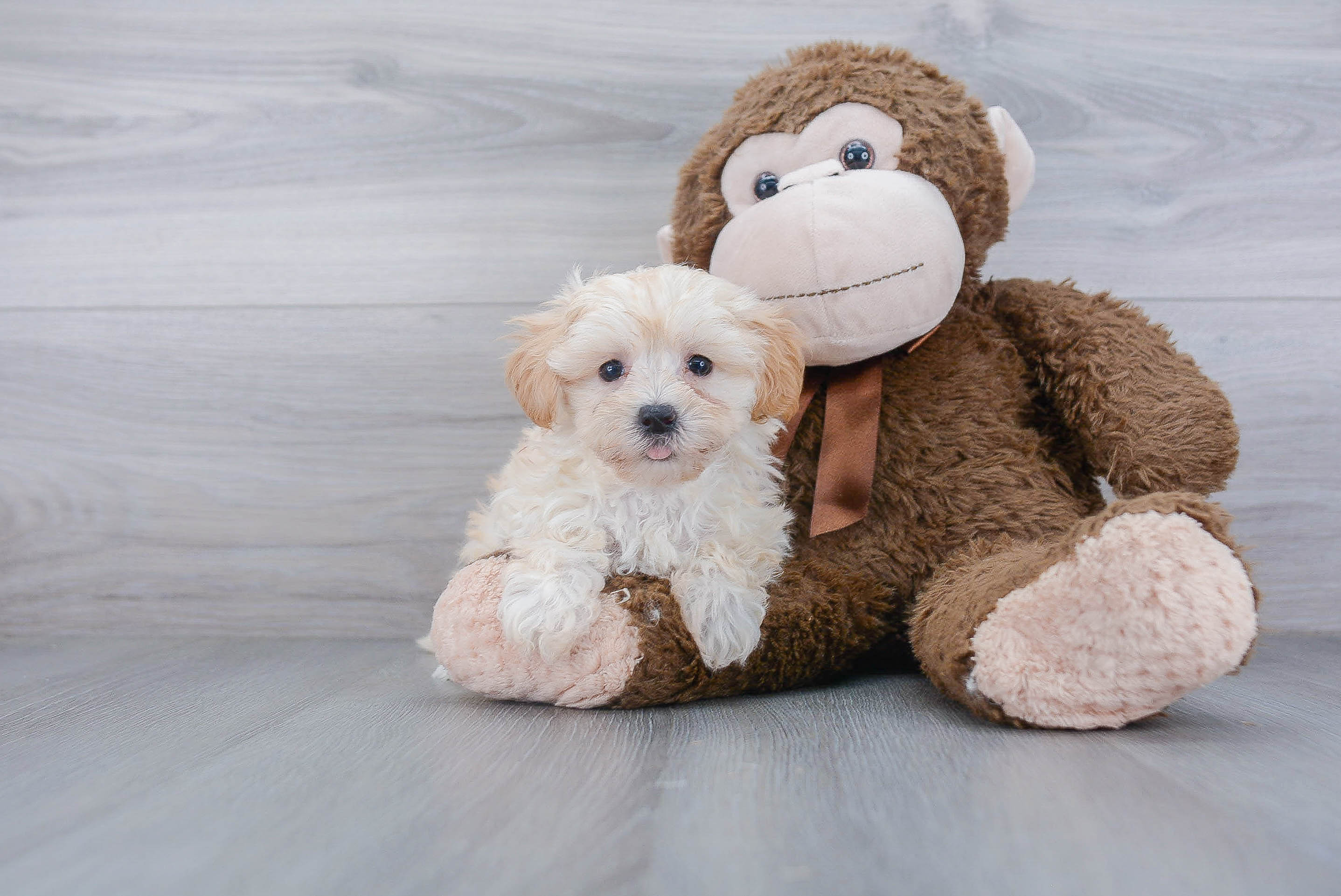 Best Maltipoo Baby