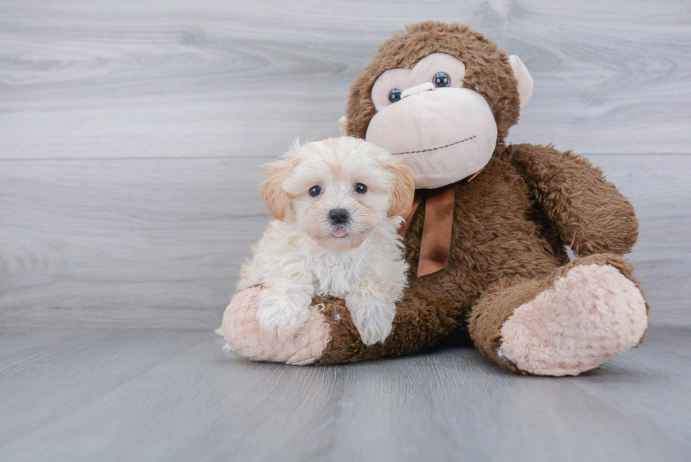 Best Maltipoo Baby