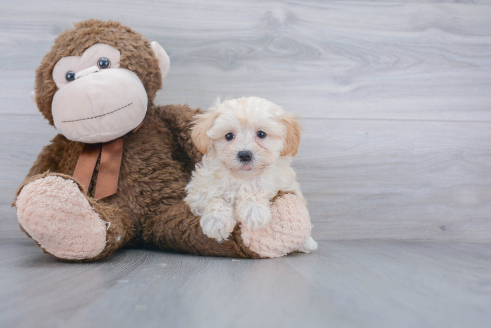 Hypoallergenic Maltepoo Poodle Mix Puppy