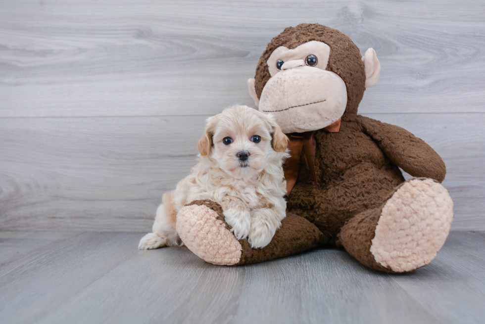 Cute Maltipoo Baby