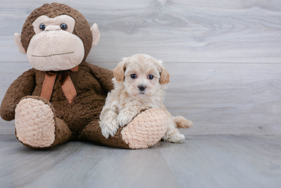 Best Maltipoo Baby