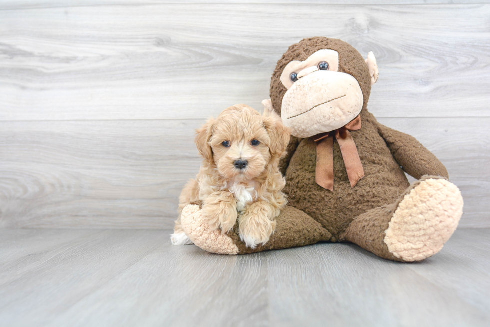 Best Maltipoo Baby