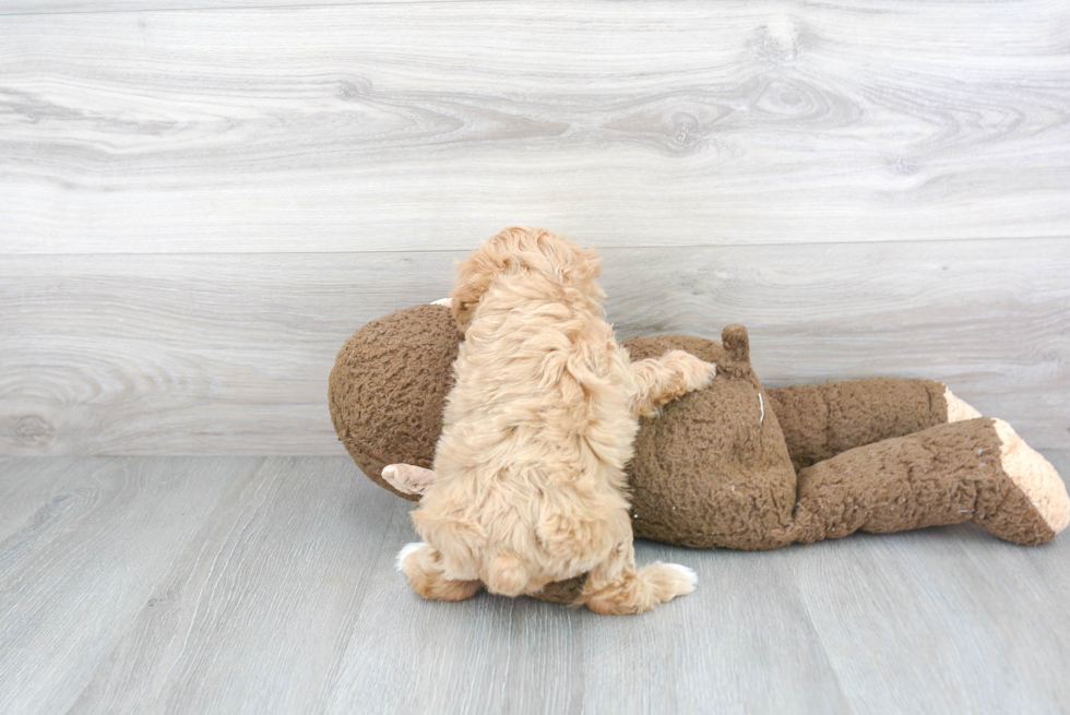 Happy Maltipoo Baby