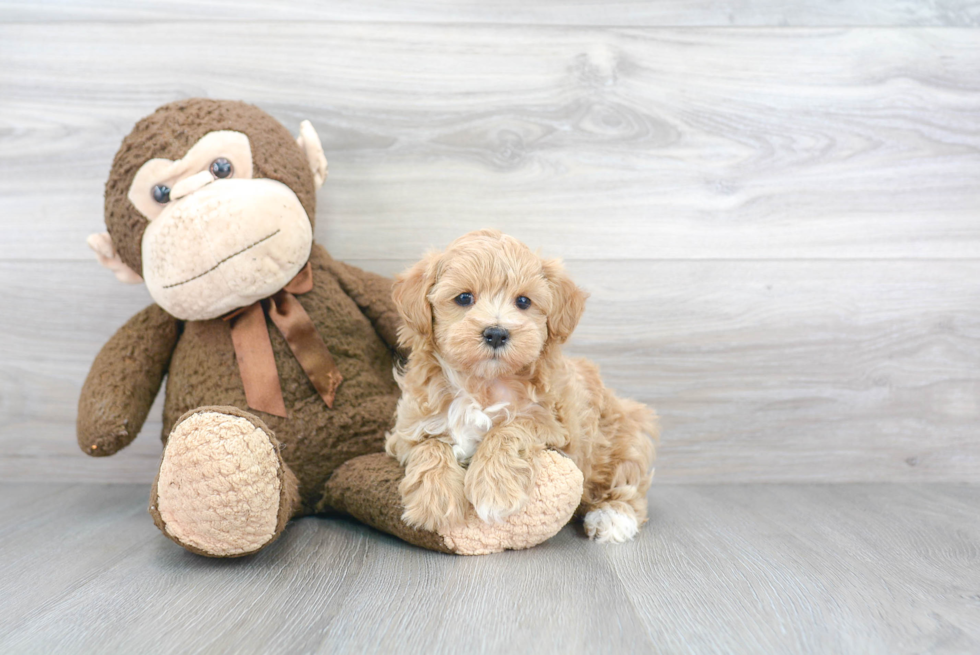 Best Maltipoo Baby