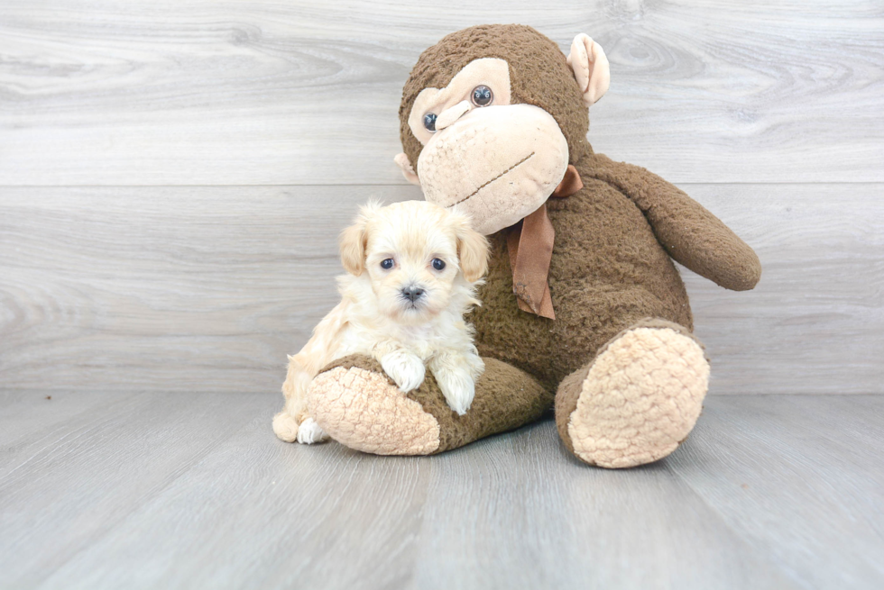 Fluffy Maltipoo Poodle Mix Pup