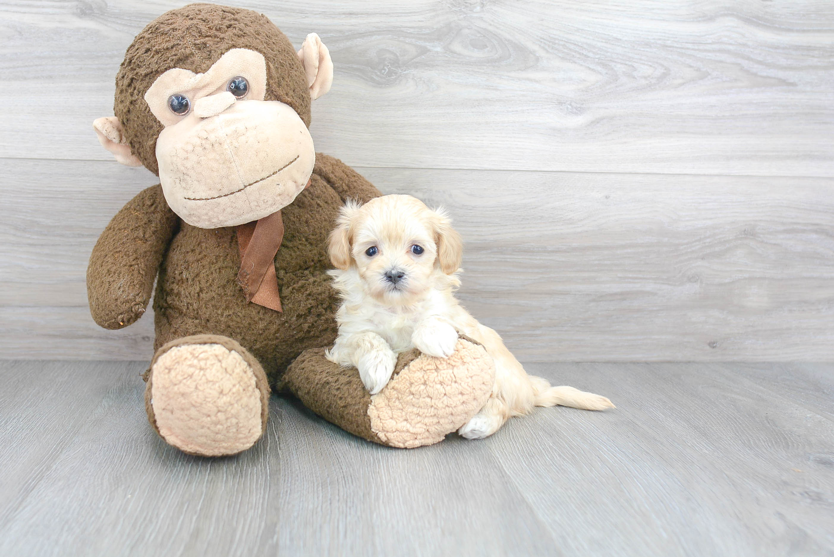 Adorable Maltepoo Poodle Mix Puppy