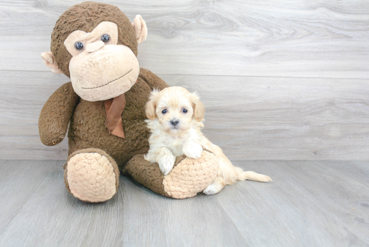 Adorable Maltepoo Poodle Mix Puppy