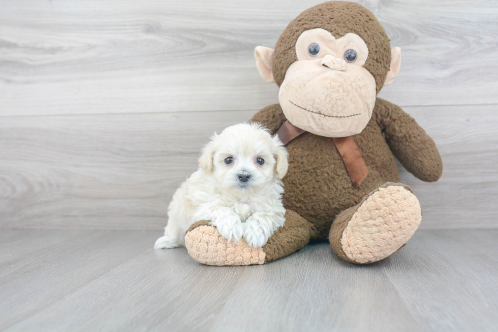 Best Maltipoo Baby