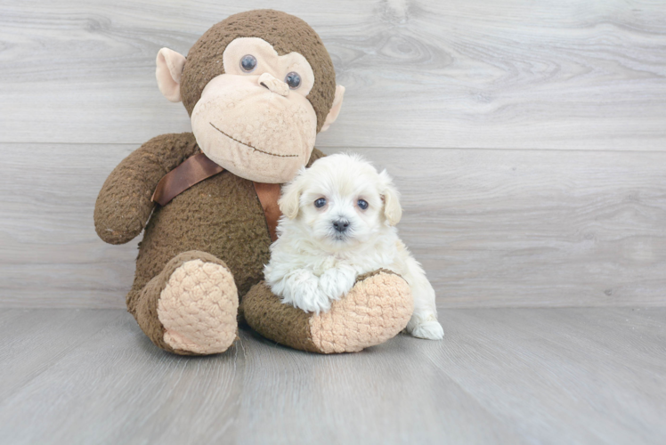 Fluffy Maltipoo Poodle Mix Pup