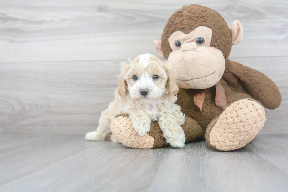 Best Maltipoo Baby