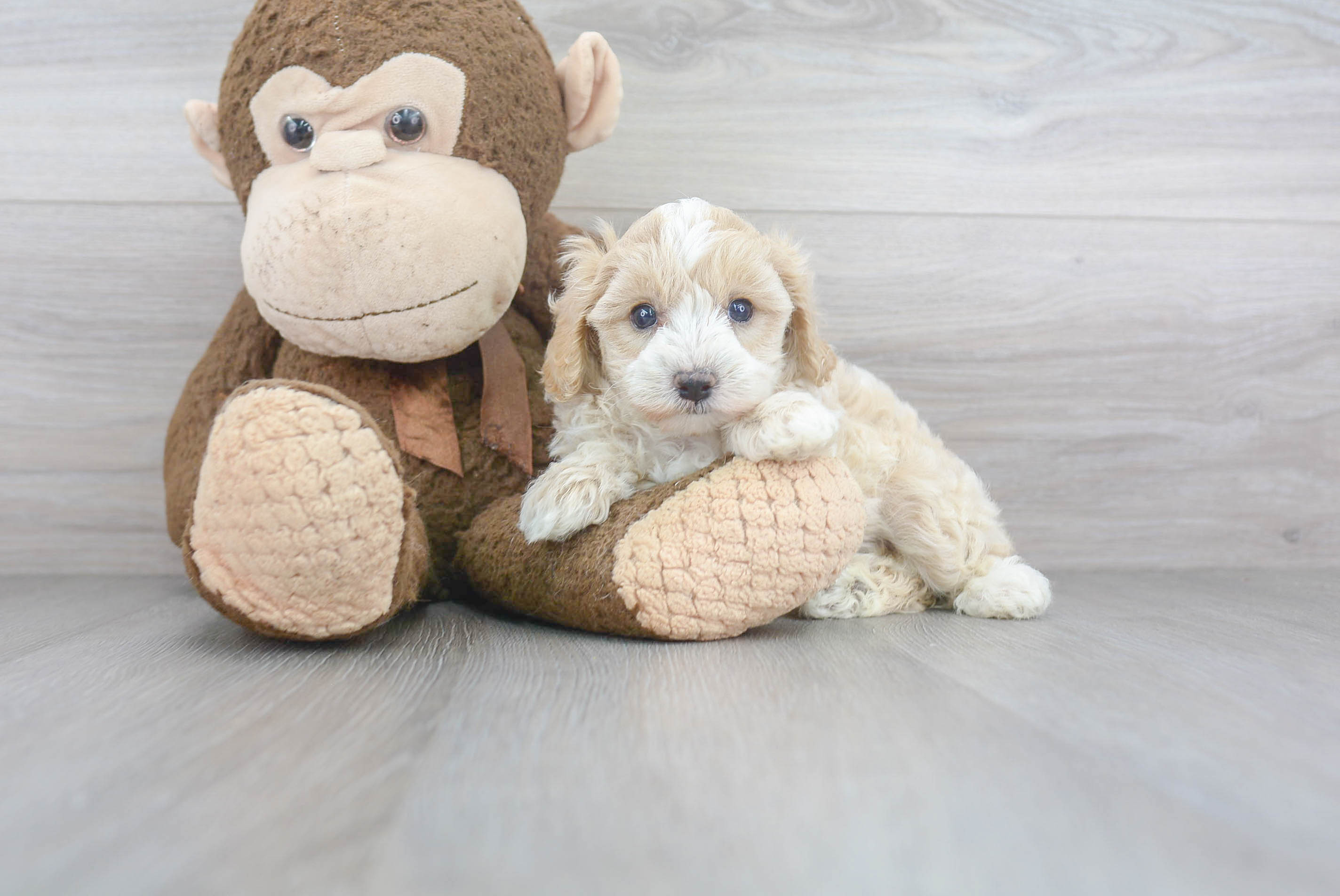 Adorable Maltepoo Poodle Mix Puppy