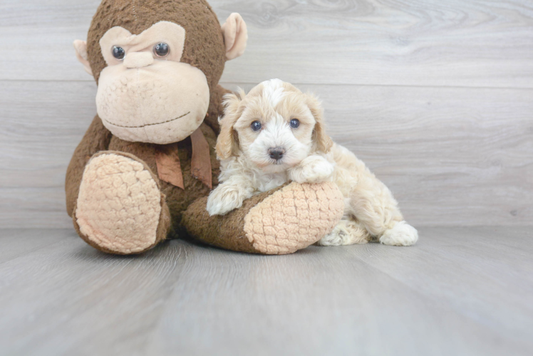 Adorable Maltepoo Poodle Mix Puppy