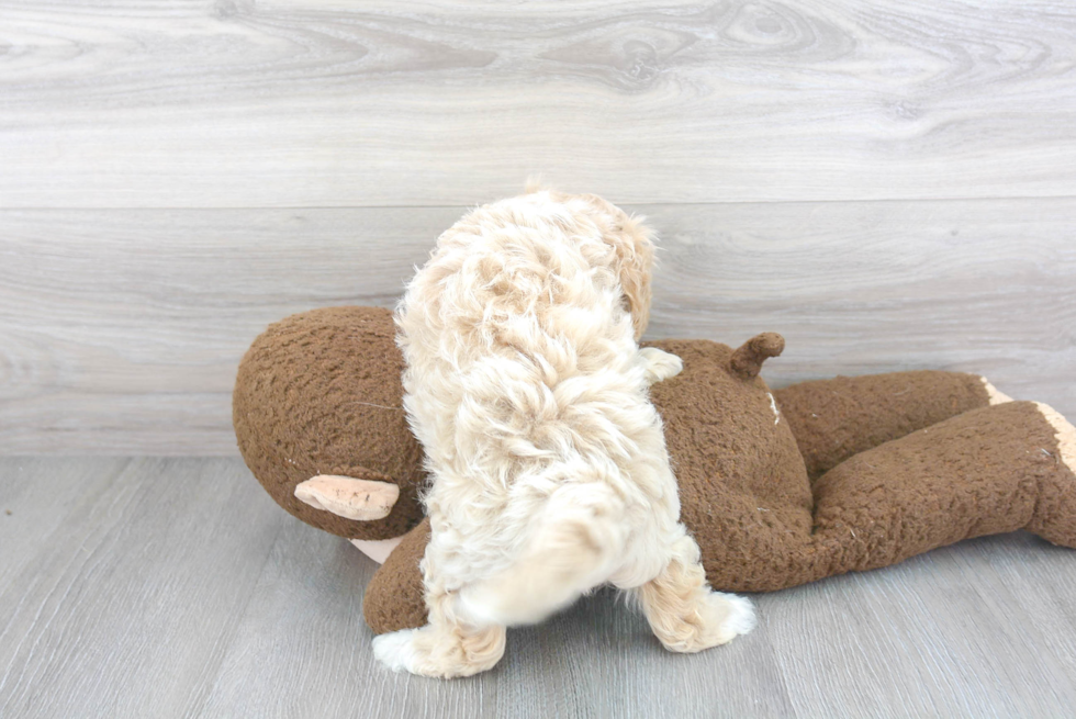 Maltipoo Pup Being Cute