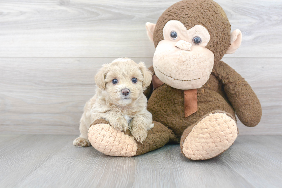 Friendly Maltipoo Baby