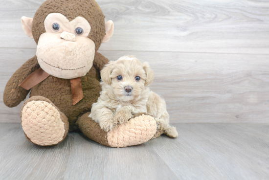 Petite Maltipoo Poodle Mix Pup