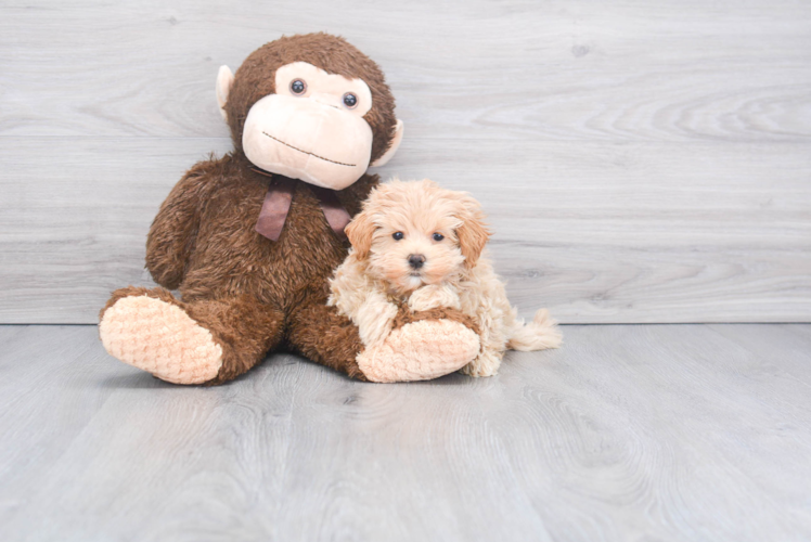 Little Maltepoo Poodle Mix Puppy