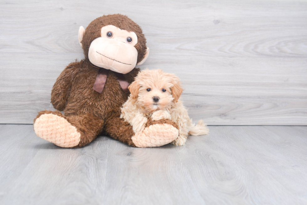 Adorable Maltepoo Poodle Mix Puppy