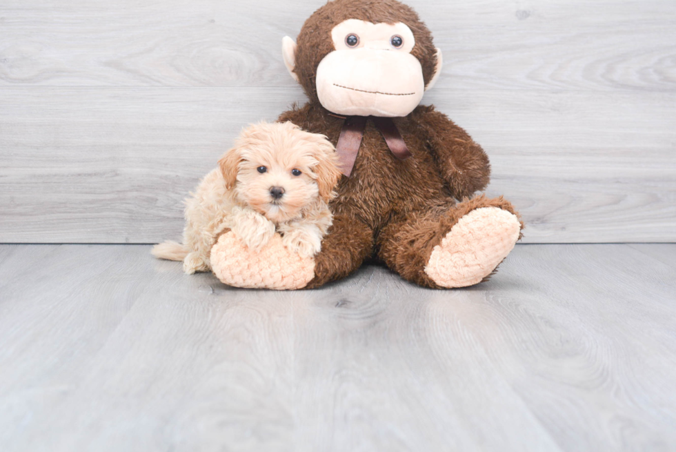 Adorable Maltese Poodle Poodle Mix Puppy