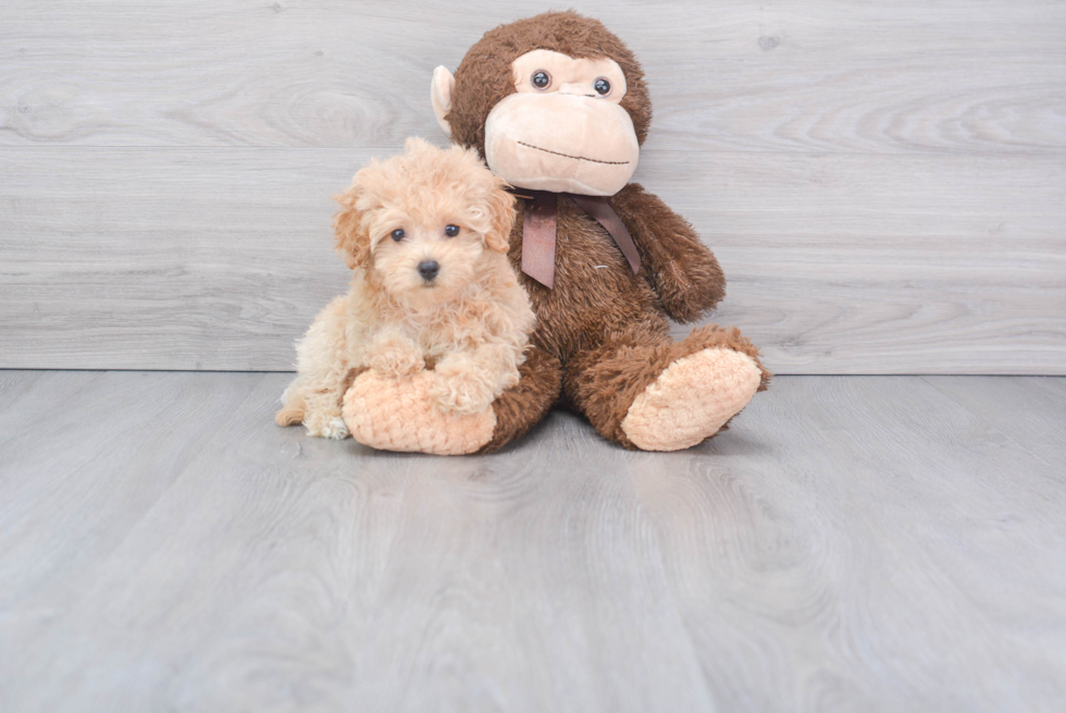 Petite Maltipoo Poodle Mix Pup