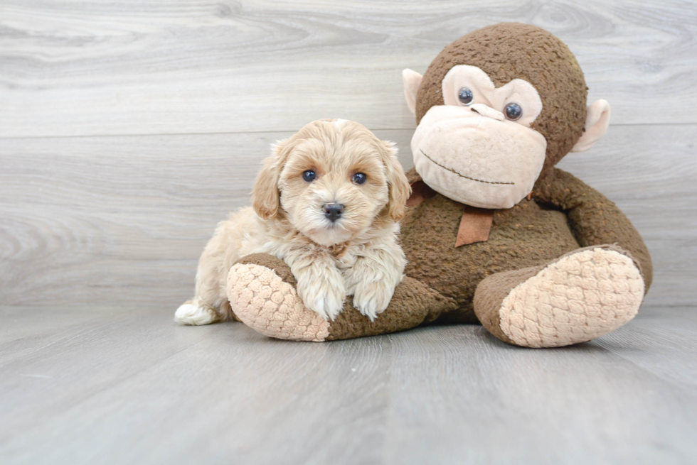 Maltipoo Pup Being Cute